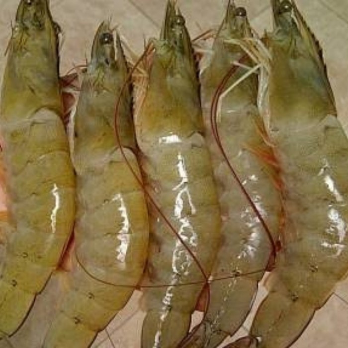 

Udang Vaname Segar Uk Besar - 1 Kg