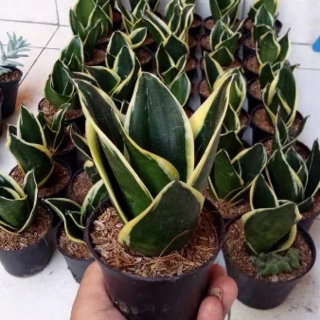 Tanaman Hias Lidah  Mertua  Mini Pagoda  Sansevieria Shopee 