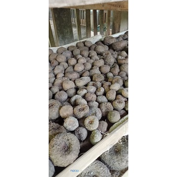 Bibit dari umbi Porang pohon hitam black konjack