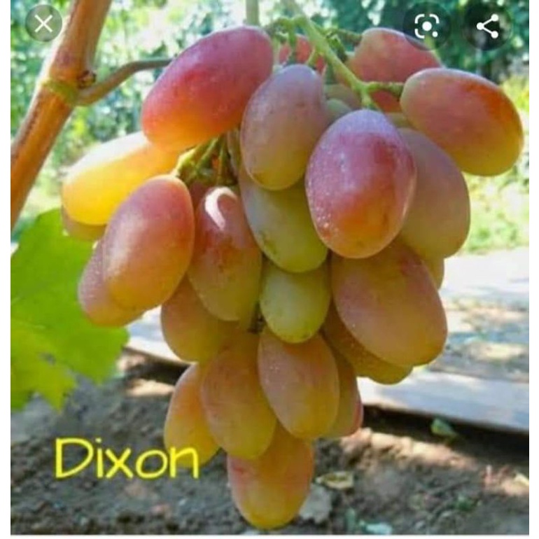 Bibit Anggur Import Dixon grafting asli valid