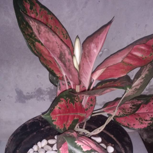 fransiscaintan190389