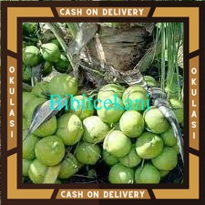 Bibit Buah Kelapa hijau hibrida Okulasi Cepat Berbuah