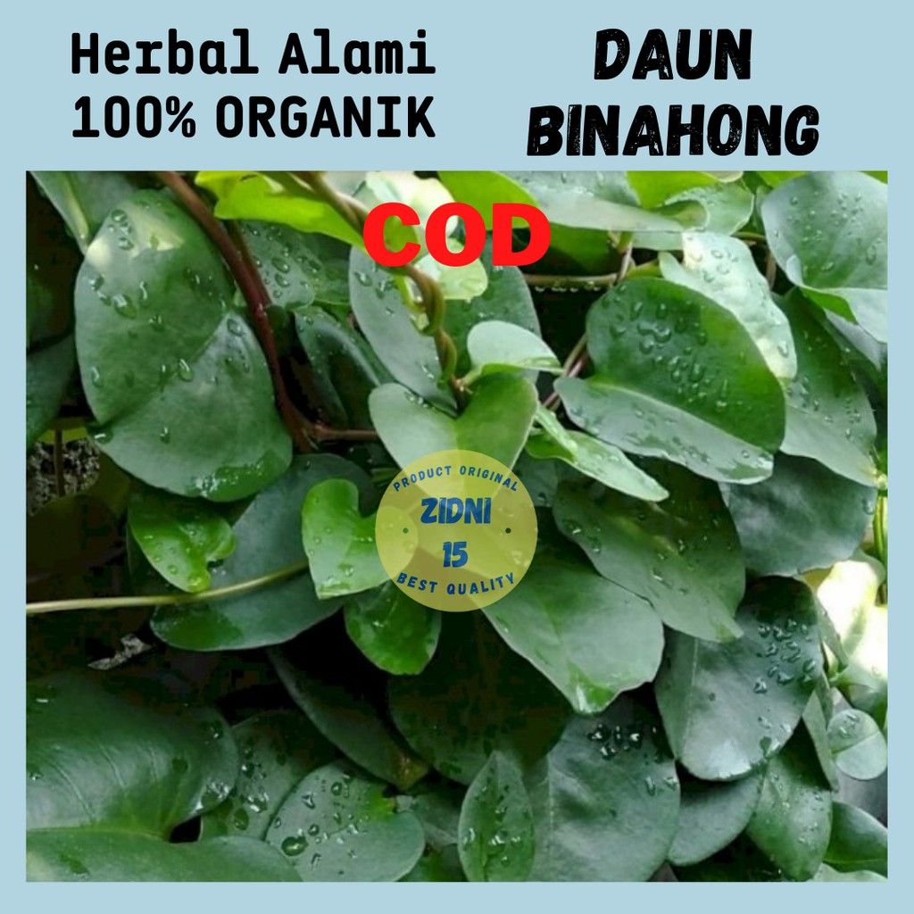

Daun Binahong Segar 100gram tanaman BINAHONG Segar