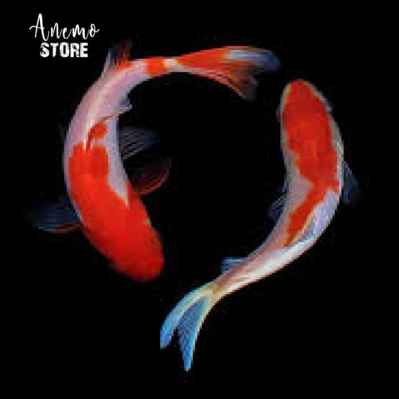 (PROMO) Ikan Koi 30 cm Murah/ Ikan Koi 25 cm Murah