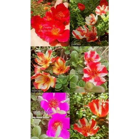 Krokot/mossrose duna