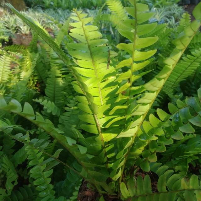 Tanaman hias pakis / bibit tanaman hias pakis