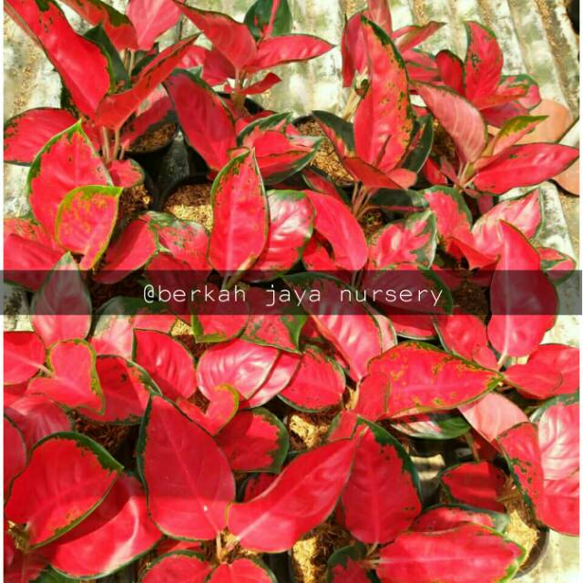 Hiasan rumah/taman ..Aglonema suksom jaipong asli thailand