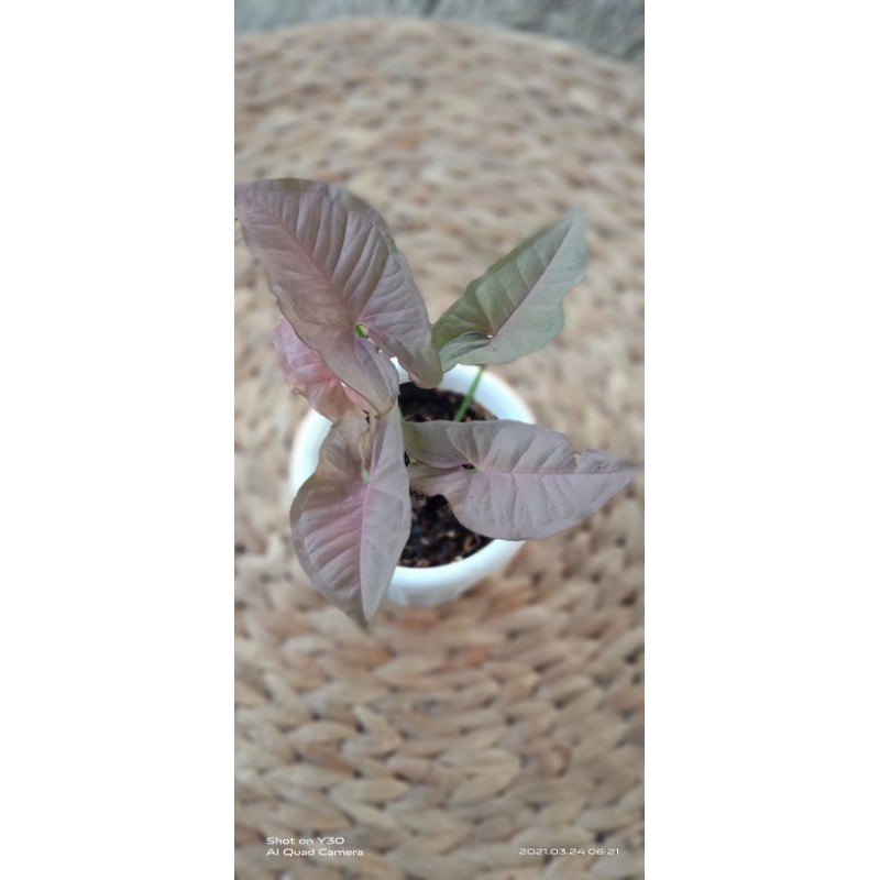 Syngonium Pink Neon Robusta