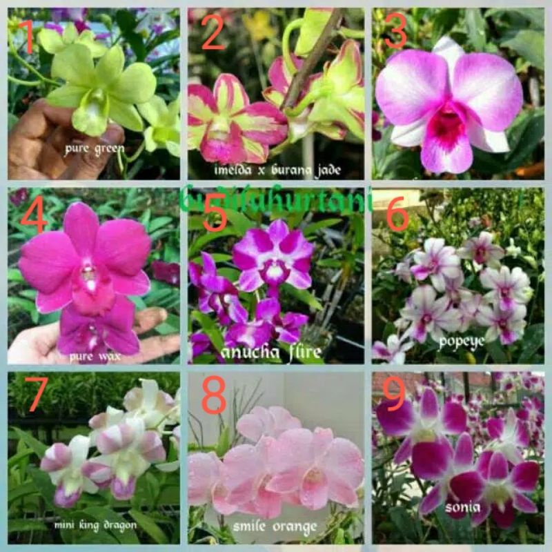 Anggrek dendro sedling - Seedling anggrek dendrobium bulat