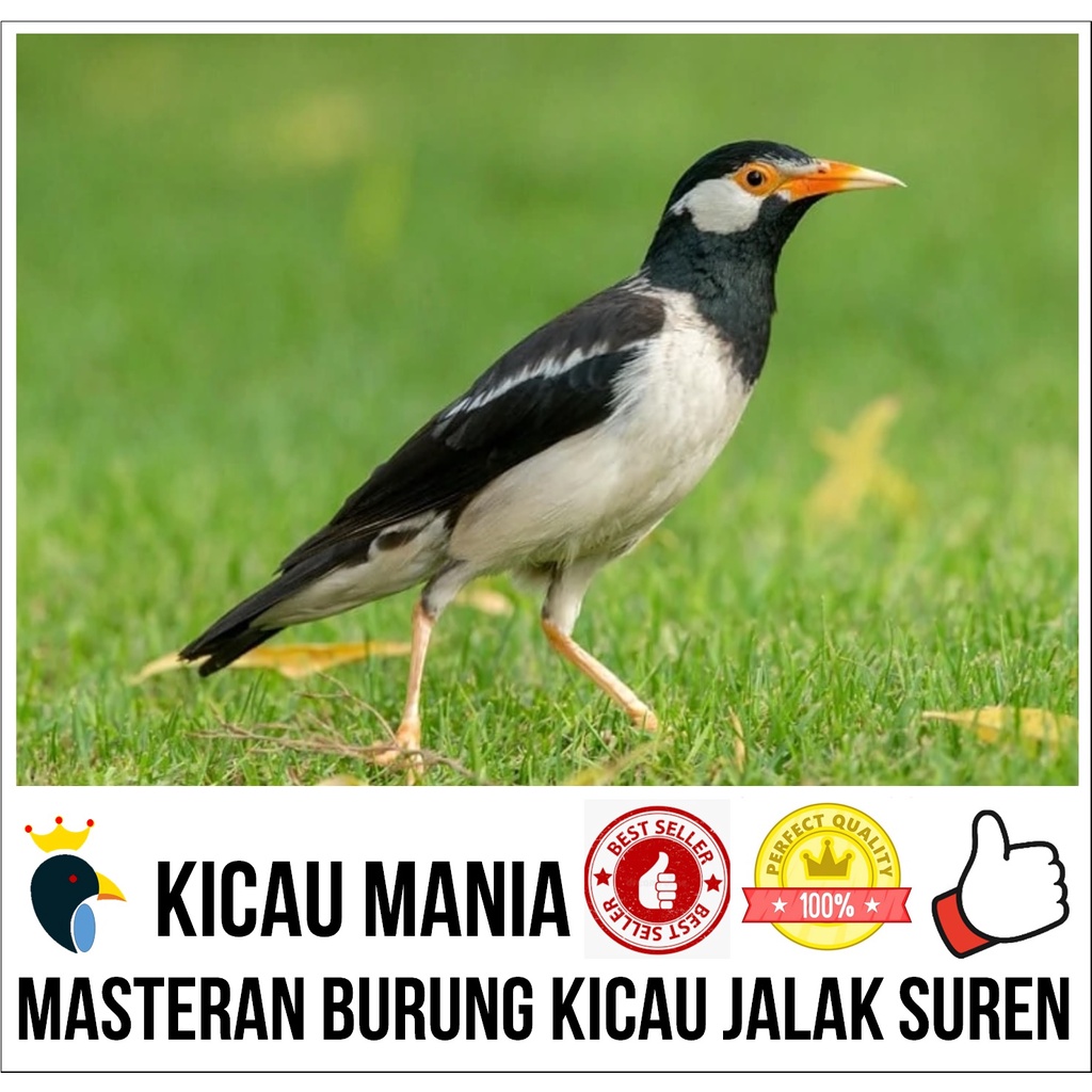 Masteran Digital Burung Jalak Suren Gacor