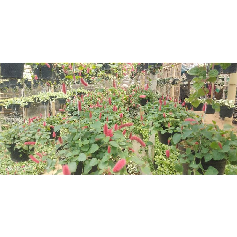 Bunga Tradescantia Tricolour, Nanouk Tricolour, Hipoestes