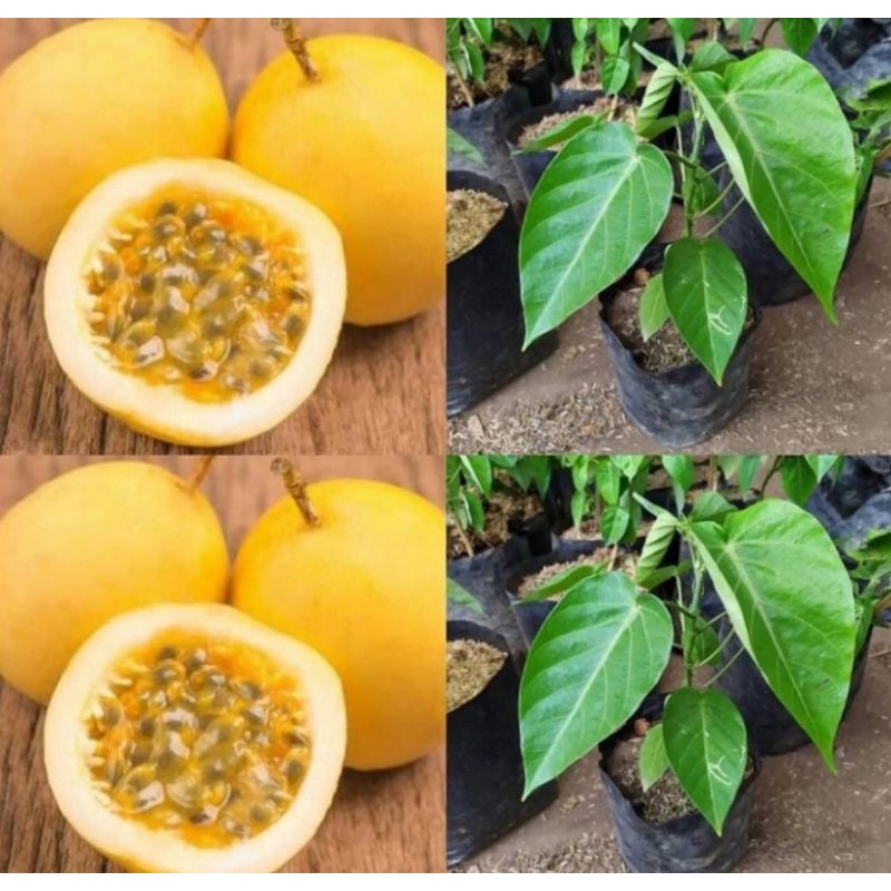 Bibit tanaman markisa kuning/Tanaman merambat markisa kuning
