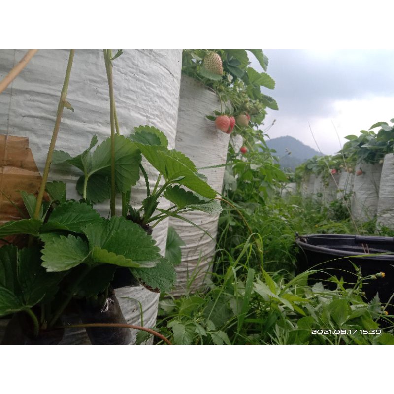 bibit strawberry mencir super buah besar