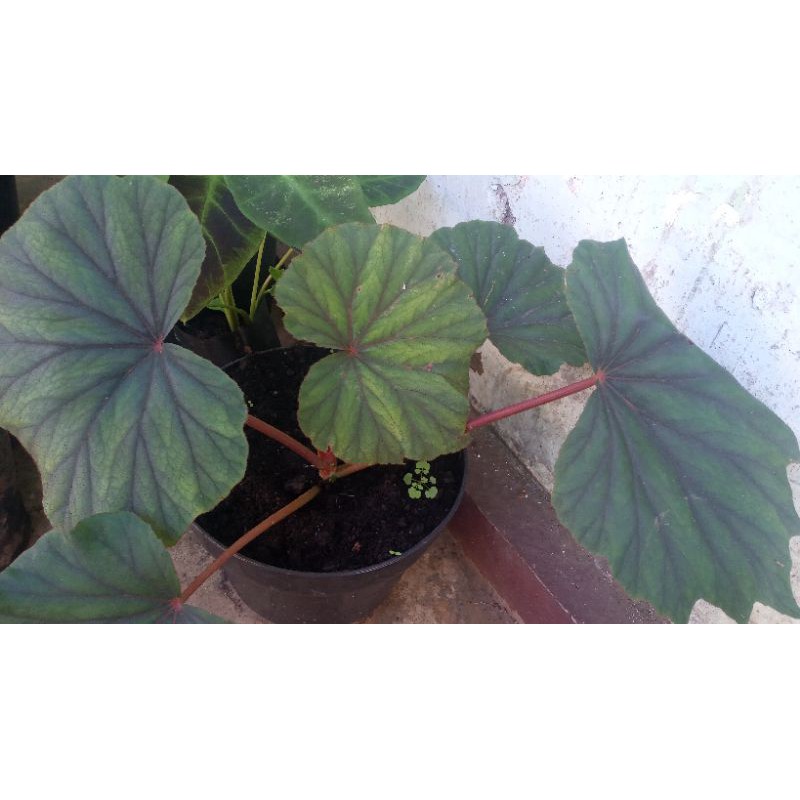 BEGONIA DAUN BESAR / Tanaman Hias Begonia Sericoneura