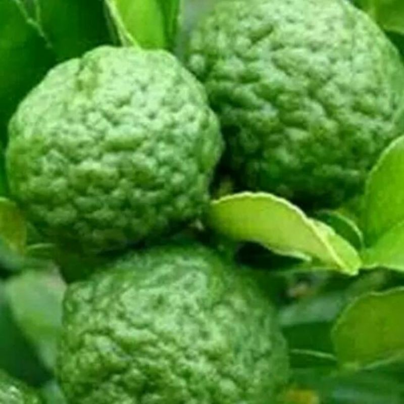 

Buah jeruk Purut Fress 1kg