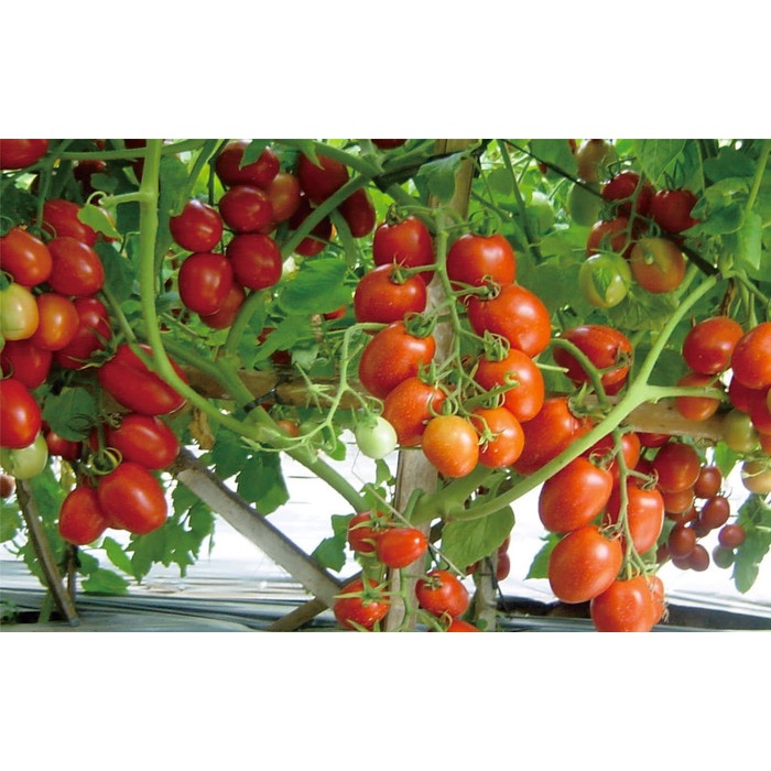 [isi 20] Benih Biji Bibit Tomat Unggul -- grosir