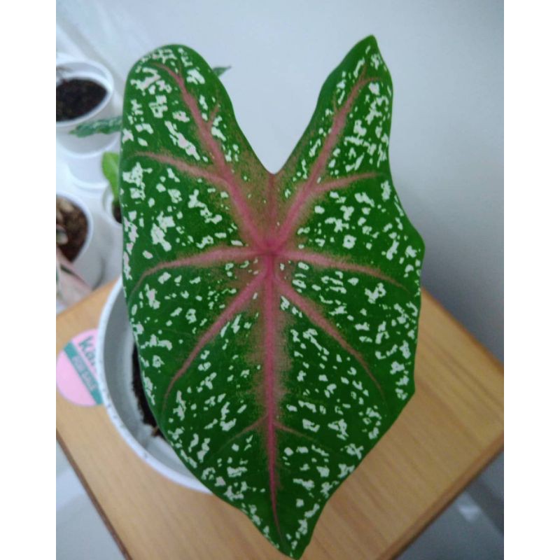 Best Seller Caladium Pink Beauty
