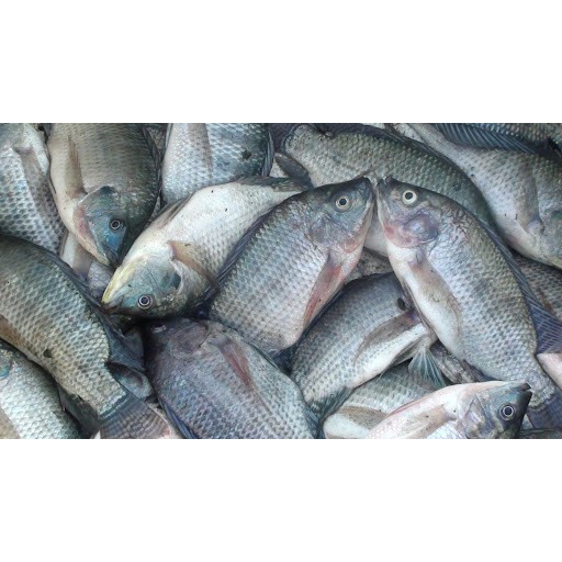 

ikan nila isi 3 | FREE minimal belanja 69rb CEK DESKRIPSI