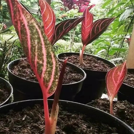 tanaman hias Aglonema red Sumatra baby daun 2