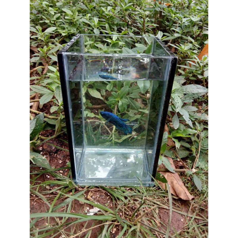SOLITER IKAN CUPANG GUPPY CUSTOM HITAM BENING AKUARIUM KACA MINI/1PCS