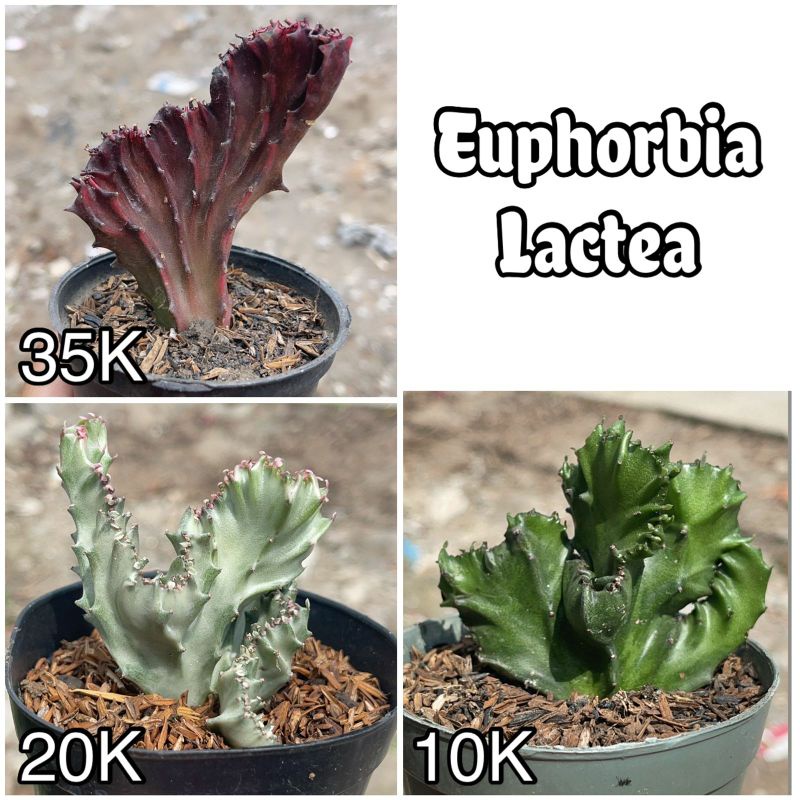 Kaktus Euphorbia Lactea Kristata