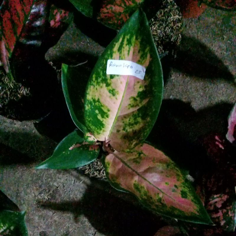 aglonema kocin kuning