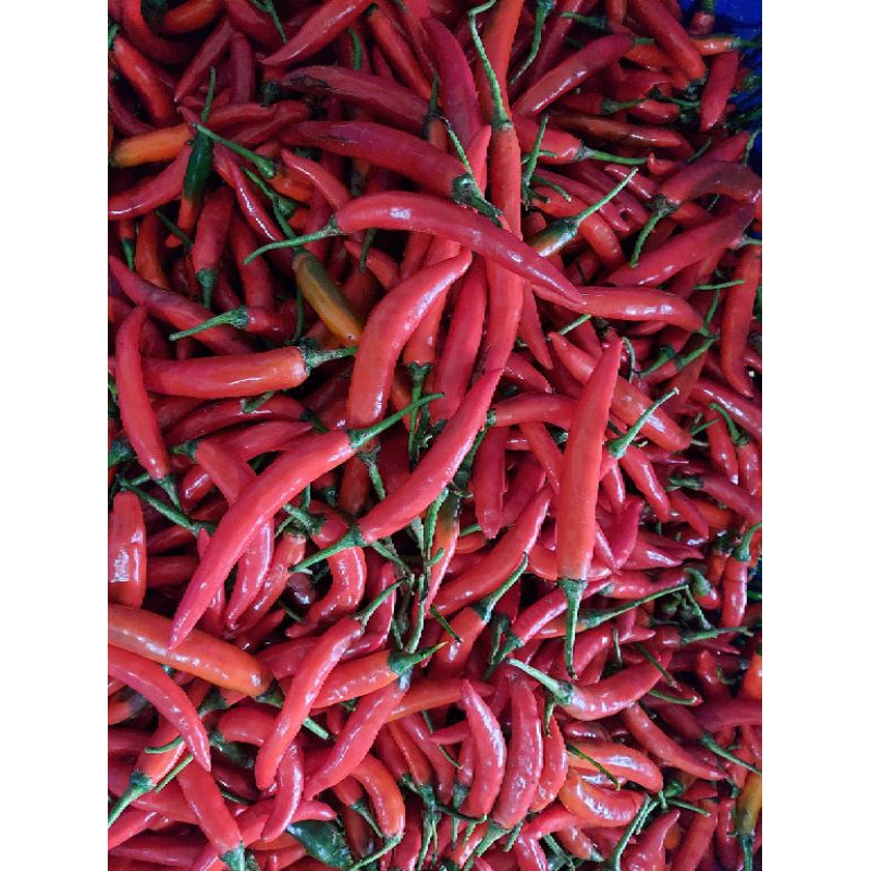 

Cabe/ Cabai Merah Besar