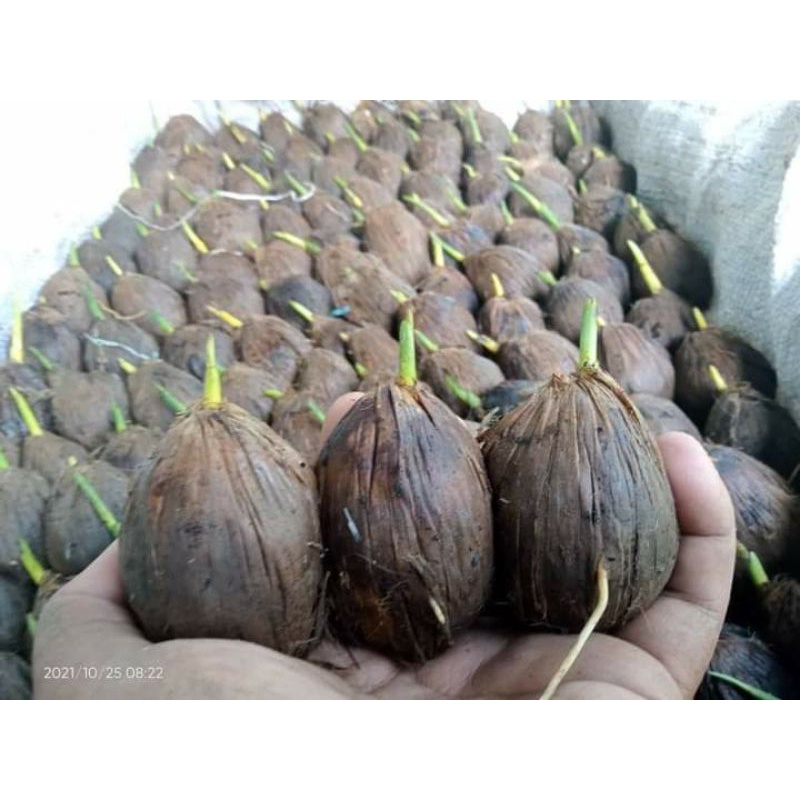 KECAMBAH PINANG BETARA