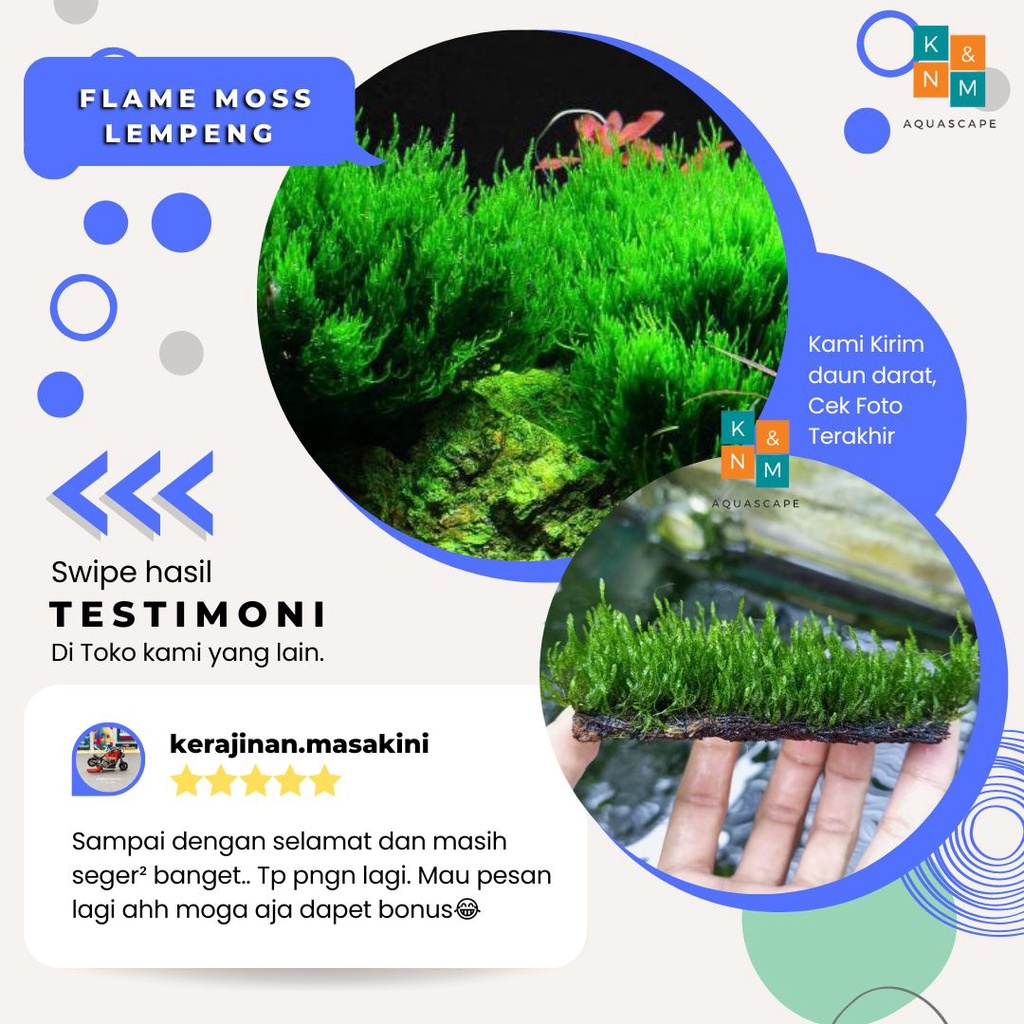Flame Moss Lempeng Tanaman Tumbuhan Aquascape Aquarium Akuarium Tanpa Low Co2 Chana Channa Cana