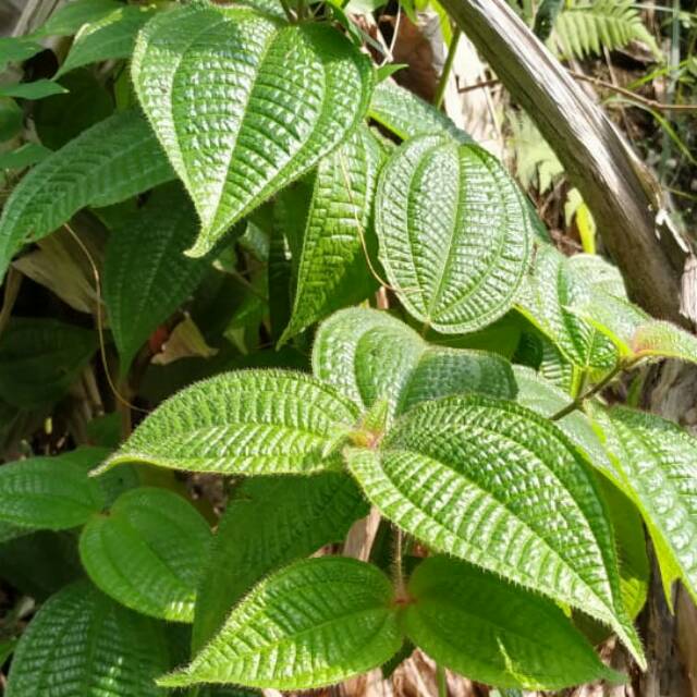 

daun herbal .daun harendong 300grm