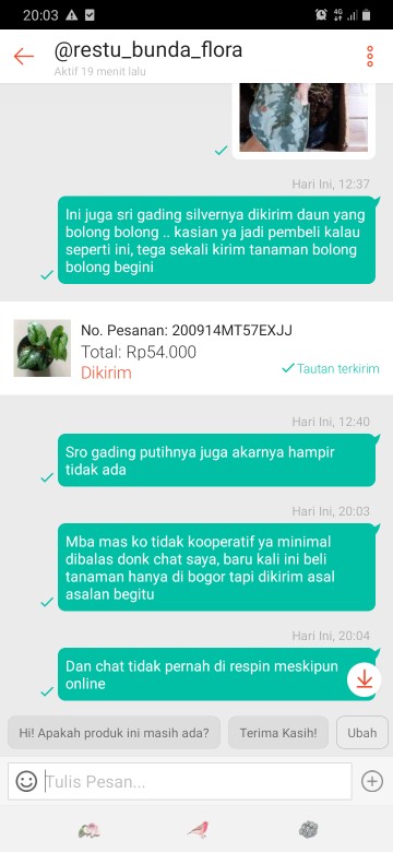 Tanaman Hias Sirih Gading Varigata