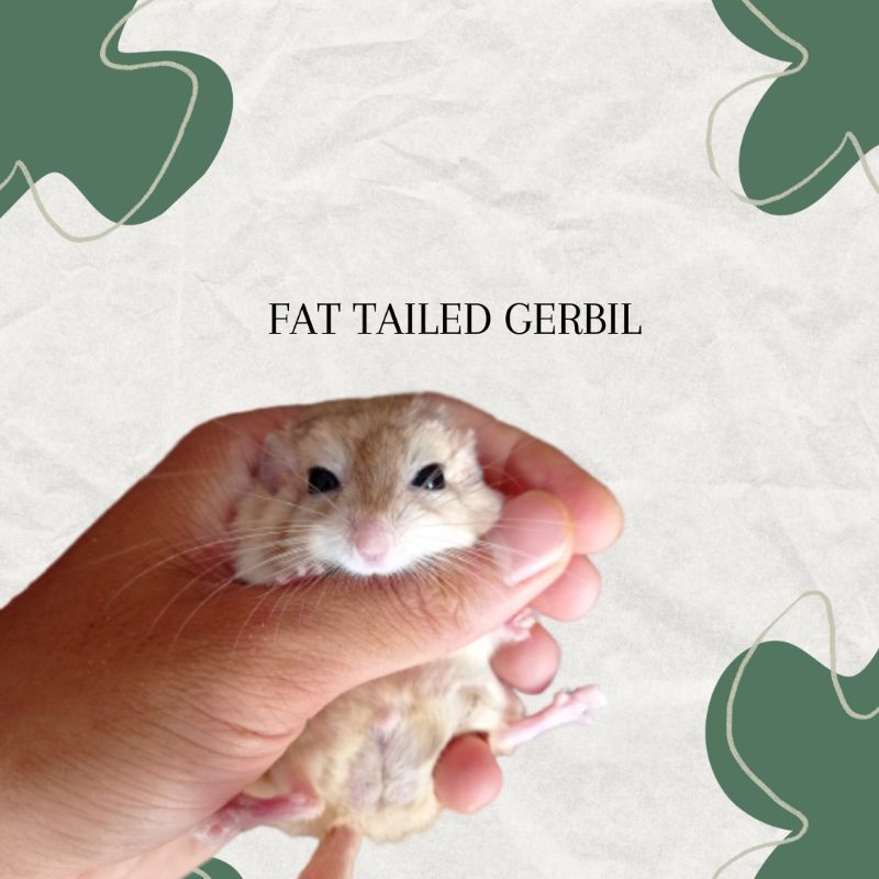 Fat tailed gerbil