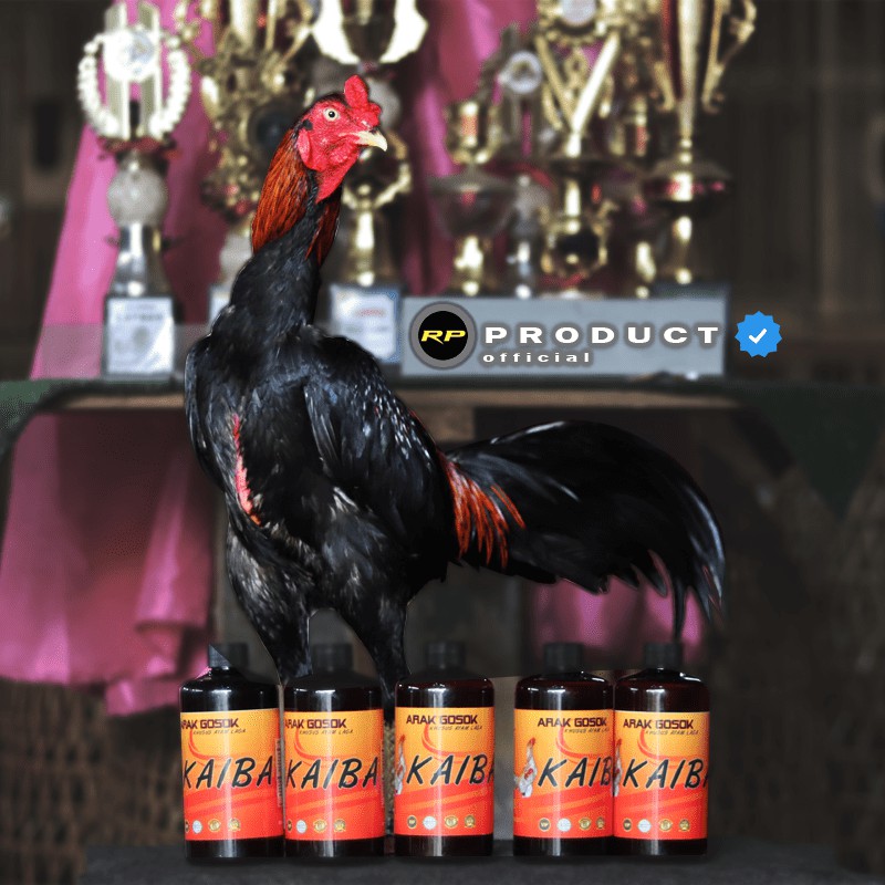 ARAK GOSOK KAIBA KHUSUS AYAM LAGA MENJADIKAN KULIT AYAM TEBAL DAN MERAH MERONA