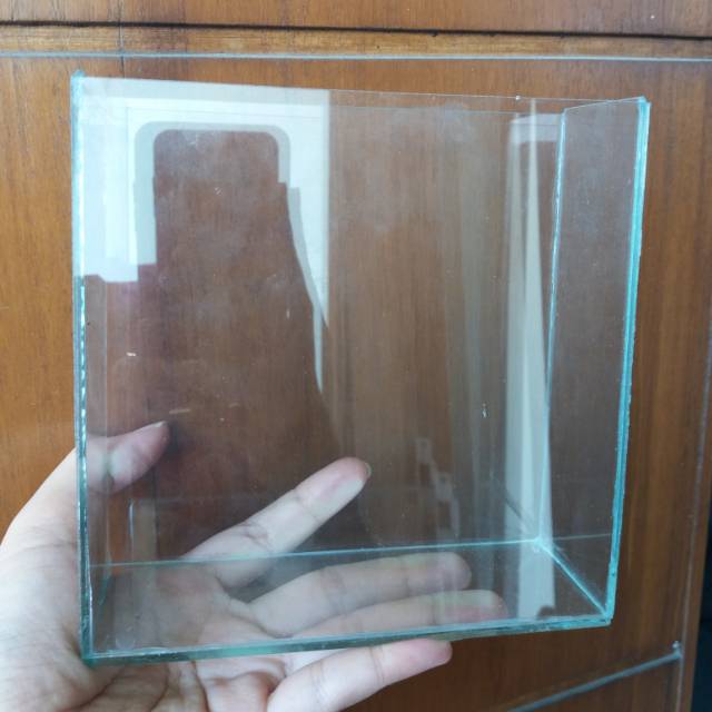 Soliter Selfie Ikan Cupang