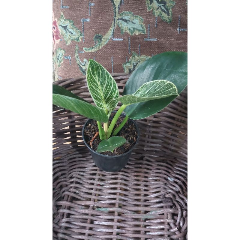 Philodendron Birkin Remaja - Philo Birkin - Tanaman Hias