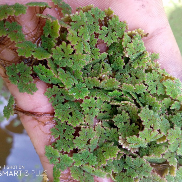 bibit azola basah/tanaman aquascape