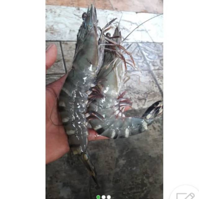 

(isi 20) Udang Peci XL Jumbo Fresh Dari Nelayan