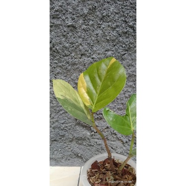 Cocoloba uvivera atau anggur laut varigata