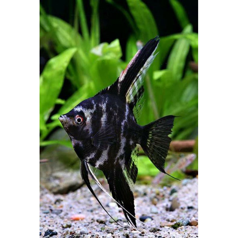 ikan manfish marble