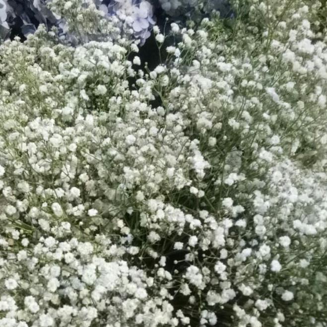 Baby Breath Asli Fresh Perbungkus Impor / Bunga Gypsophila Fresh