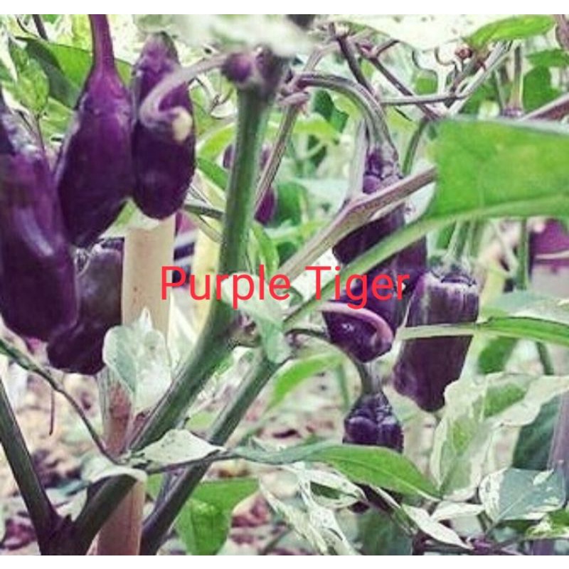 ID PAKET CABE HIAS 10 JENIS CABE PELANGI F1 BERKUALITAS