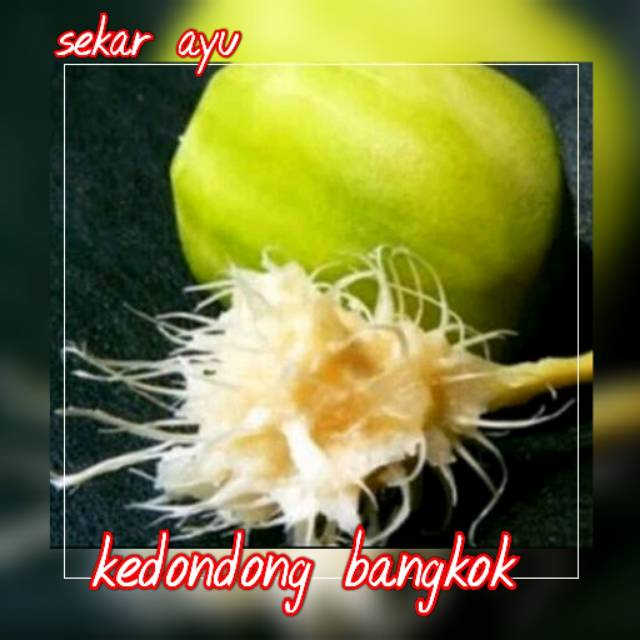 Bibit Tanaman Buah Kedondong Bangkok