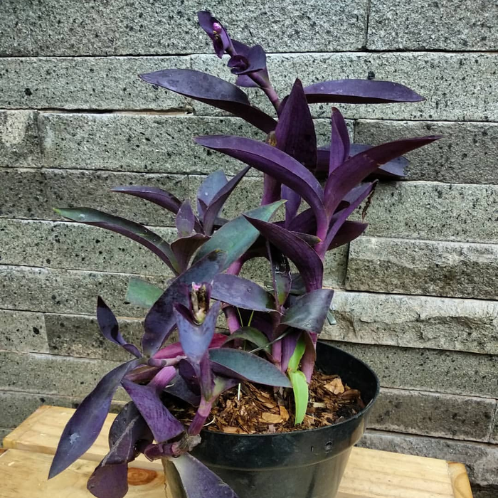 tanaman hias adam hawa ungu / adam hawa ungu