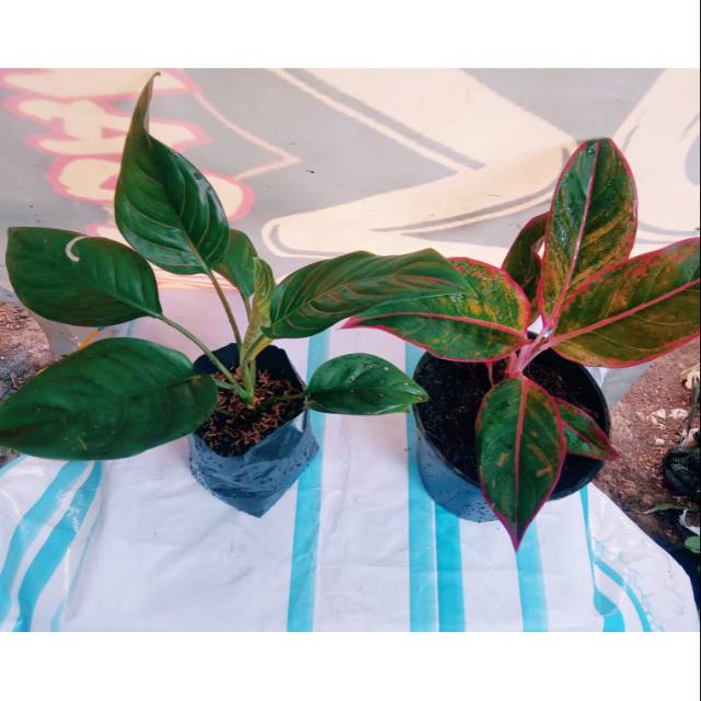 Aglonema paket dua jenis rotundom dan lipstick