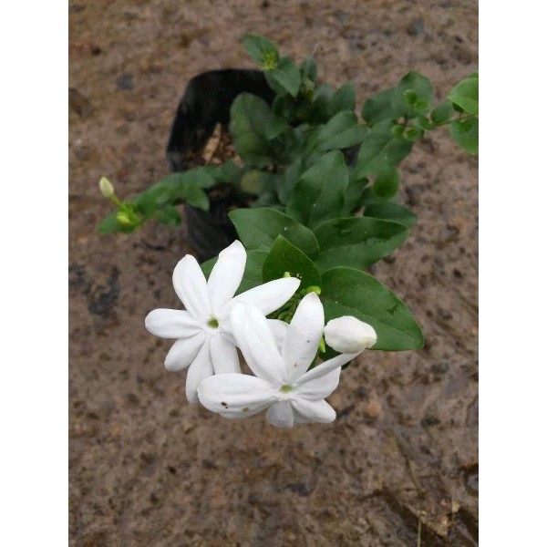 Paket Tanaman Bunga Melati (jasminum sambac)5 pohon 5 jenis