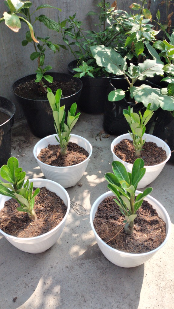 Paket 4 Tamana Hias Adenium Kamboja Jepang