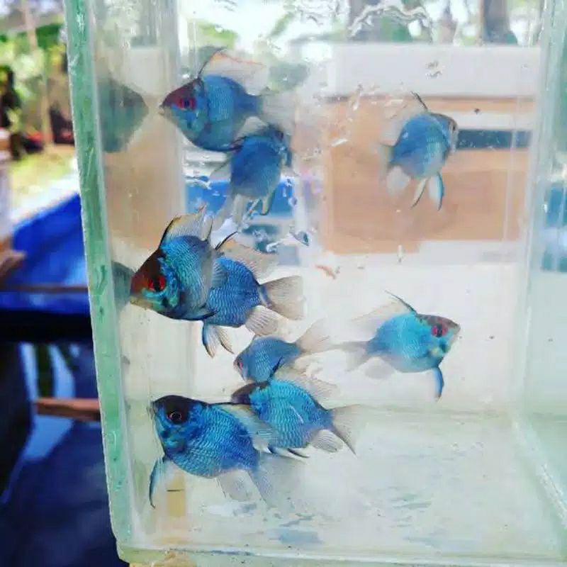 IKAN HIAS BLUE ELEKTRIK RAMIREZI UKURAN +-3 CM [MINIMAL ORDER 2 EKOR]