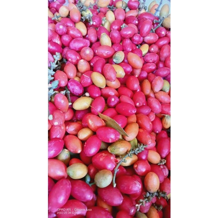 

PROMO buah melinjo Mateng (PERBIJI)