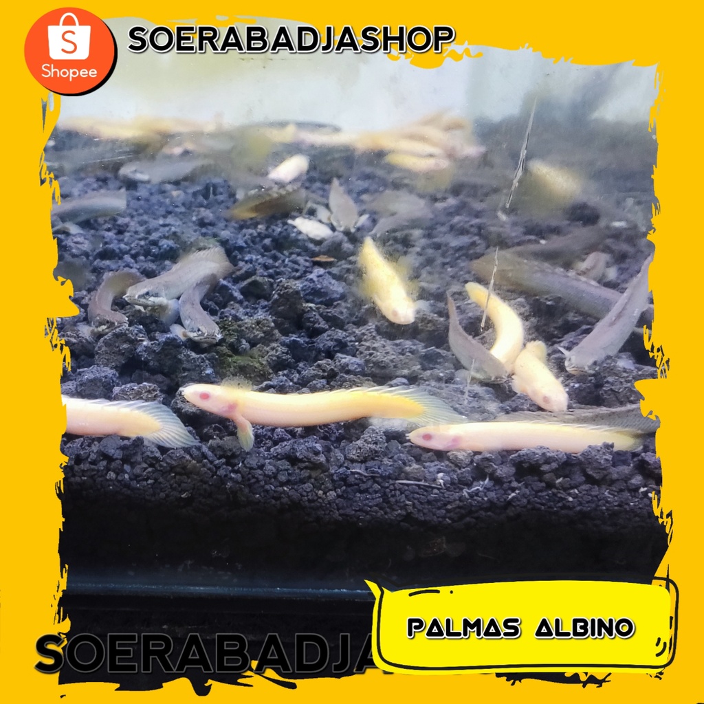 Ikan Hias Palmas Albino 5-6 cm Tankmate Ikan Predator