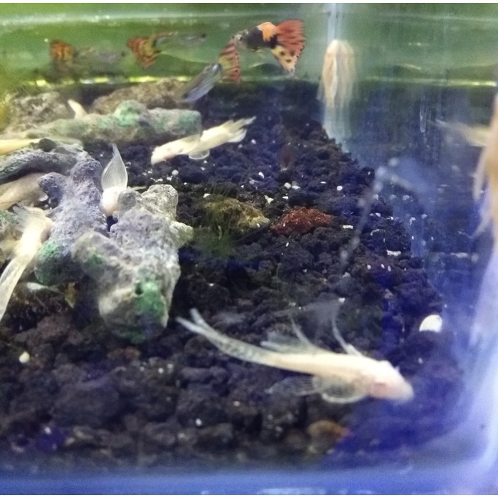 Ikan Brushmouth Slayer Albino Size 2,5cm / ikan sapu-sapu